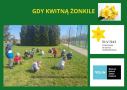 przedszkolaki wąchają żonkile na zielonym skwerze obok przedszkola